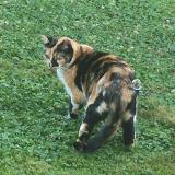 Foto del gato perdido en Castelsarrasin