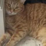 Foto del gato perdido en Spring