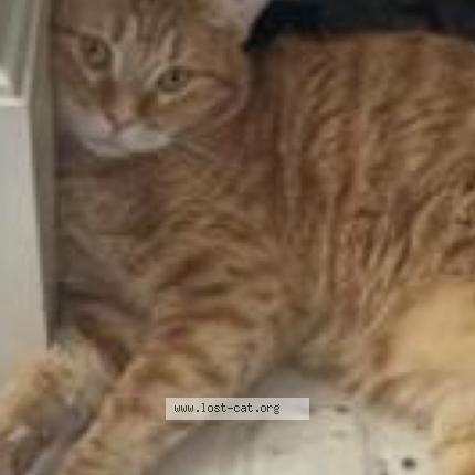 Foto 1/1 Kolby Chat perdido en Spring