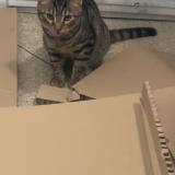 Foto de gato encontrado en Marseille