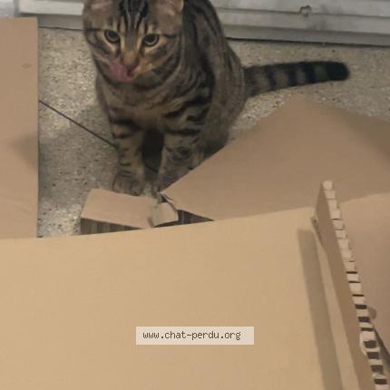 Foto 1/1 Gato encontrado Encontrado en Marseille