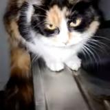 Foto de gato encontrado en Parigne