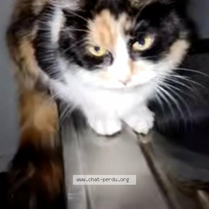 Foto 1/1 Gato encontrado Encontrado en Parigne