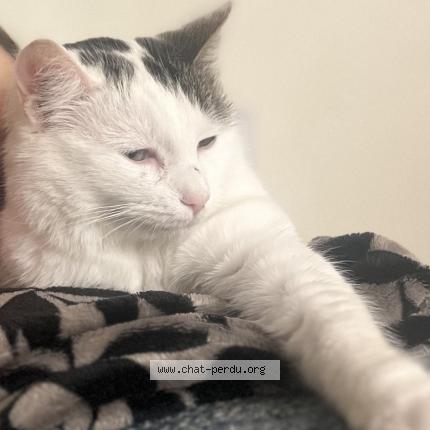 Foto 1/1 EMY Chat perdido en Roissy en france