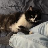 Foto del gato perdido en Aubagne