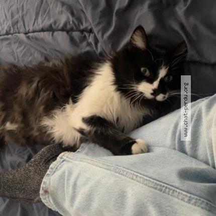 Foto 1/1 Lucho Chat perdido en Aubagne