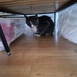 Foto de gato encontrado en Coulaines