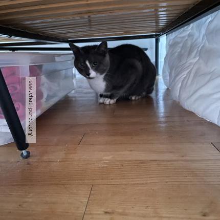 Foto 1/1 Gato encontrado Encontrado en Coulaines