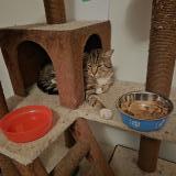 Foto del gato perdido en Montreal