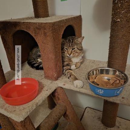 Foto 1/1 Lucky Chat perdido en Montreal