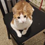 Foto del gato perdido en Cordoba