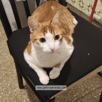 Foto 1/1 Paco Chat perdido en Cordoba