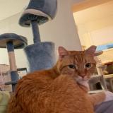 Foto del gato perdido en Cincinatti