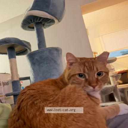 Foto 2/2 Sonny Chat perdido en Cincinatti