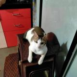 Foto del gato perdido en Panvel