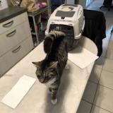 Foto de gato encontrado en Consac