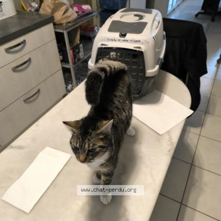 Foto 1/2 Gato encontrado Encontrado en Consac