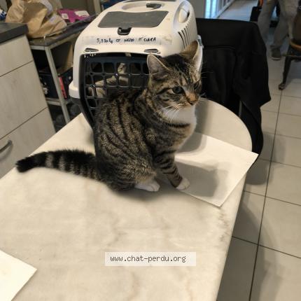 Foto 2/2 Gato encontrado Encontrado en Consac