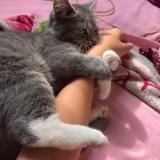 Foto del gato perdido en Guignes