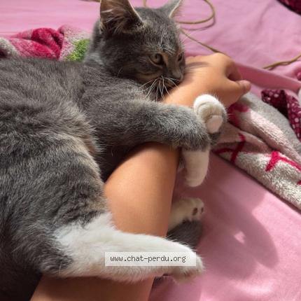 Foto 1/1 Aylan Chat perdido en Guignes