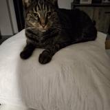 Foto del gato perdido en Laneuvelotte