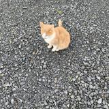Foto de gato encontrado en Pont Audemer