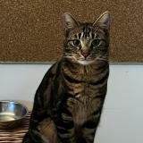 Foto del gato perdido en Labege