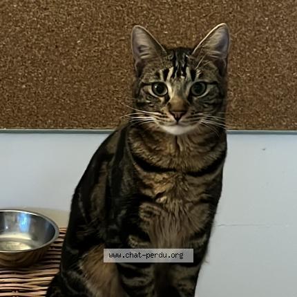 Foto 1/1 Mugen Chat perdido en Labege