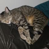 Foto del gato perdido en Saint Germain De Longue Chaume