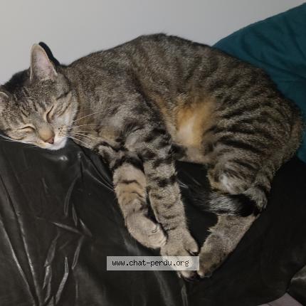 Foto 1/1 Warrior Chat perdido en Saint germain de longue chaume