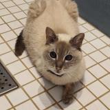 Foto del gato perdido en Louvroil