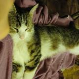 Foto del gato perdido en Veauche