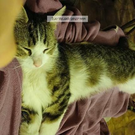 Foto 1/1 Filou Chat perdido en Veauche