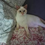 Foto del gato perdido en Saint Medard De Mussidan