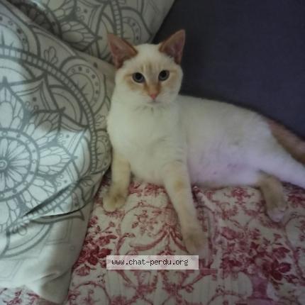 Foto 1/1 Racassou Chat perdido en Saint medard de mussidan