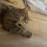 Foto del gato perdido en Viggianello