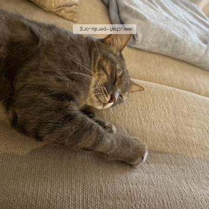 Foto 1/1 Mia Chat perdido en Viggianello