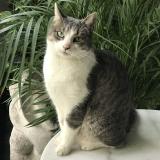 Foto del gato perdido en Drace