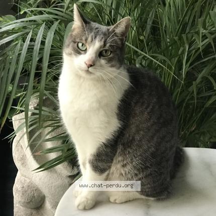 Foto 1/1 Grisouille  r&eacute;pond &agrave;. Mimoune Chat perdido en Drace