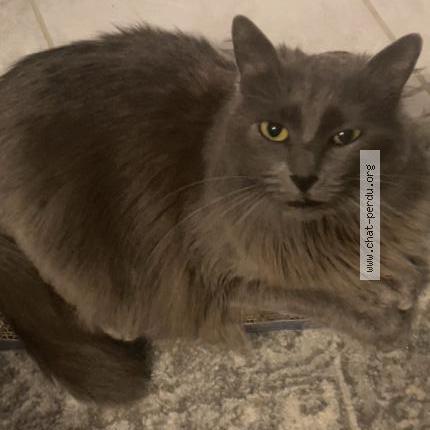 Foto 1/1 Hermione Chat perdido en Besancon