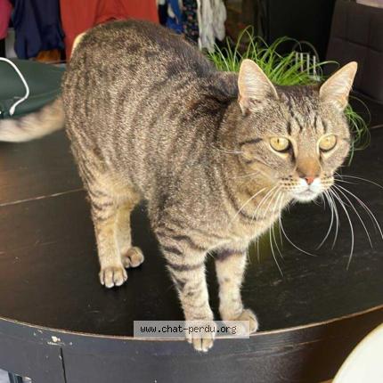 Foto 1/1 Neisson Chat perdido en Coquainvilliers