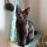 Foto del gato perdido en Rennes