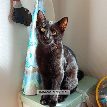 Foto 1/1 Atlas Chat perdido en Rennes