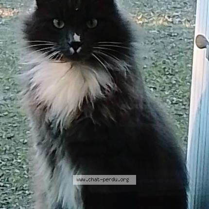 Foto 1/1 Bidou Chat perdido en Inzinzac lochrist