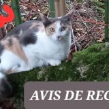 Foto del gato perdido en Bregnier Cordon