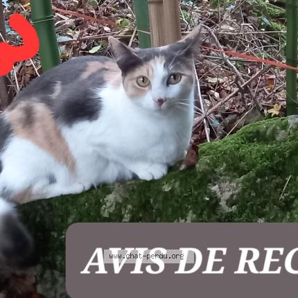 Foto 1/1 Gato encontrado Perdido en Bregnier cordon