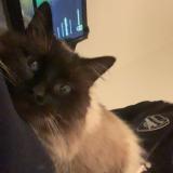 Foto de gato encontrado en Benejacq