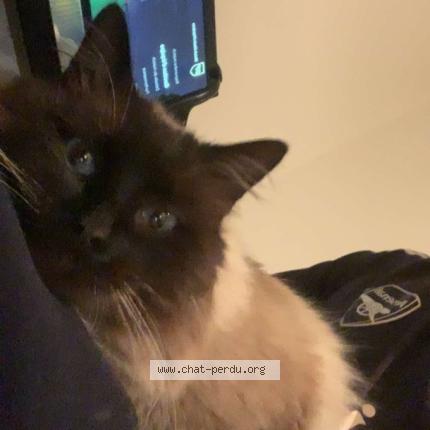 Foto 1/1 Gato encontrado Encontrado en Benejacq