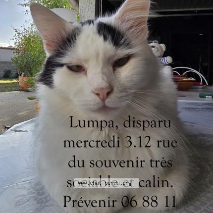 Foto 1/1 LUMPA Chat perdido en Ruelle sur touvre