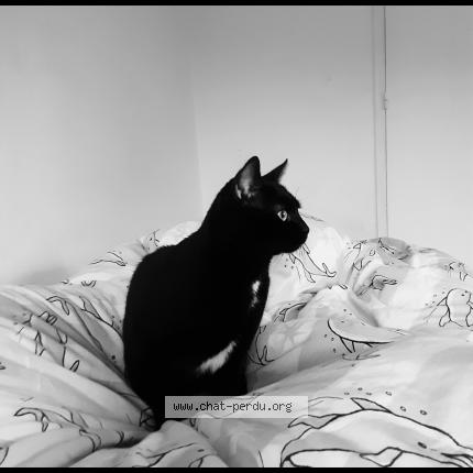 Foto 1/1 Bagherra Chat perdido en Ifs